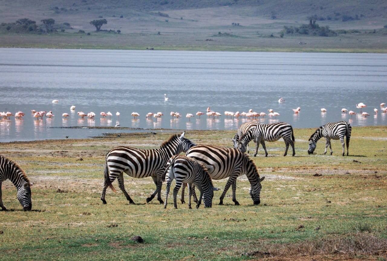 Flamants roses et zebres au bord du lac Manyara