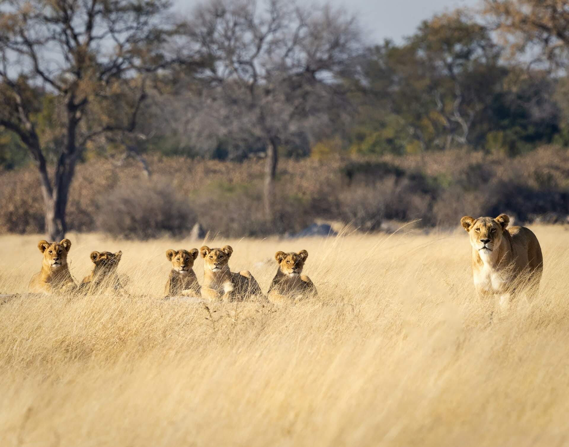 Lionne et ses lionceaux dans les herbes dorees