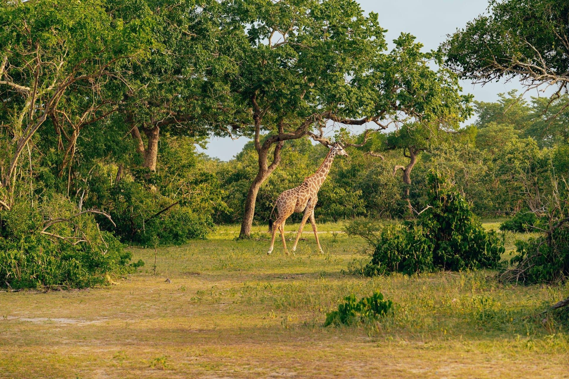 Girafe entre les arbres d'une foret claire