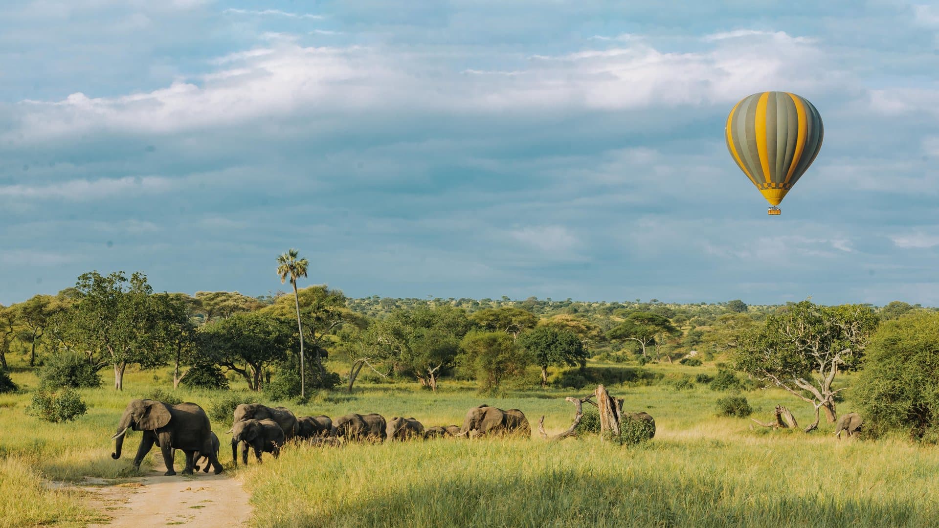 Montgolfiere au-dessus d'une plaine parcourue d'elephants