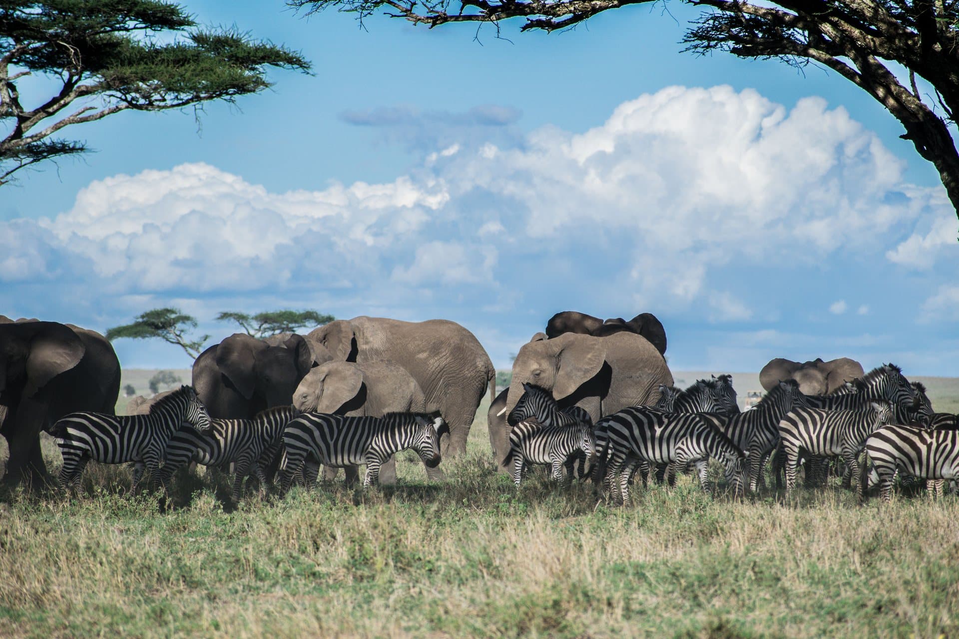 Elephants et zebres reunis sous les acacias
